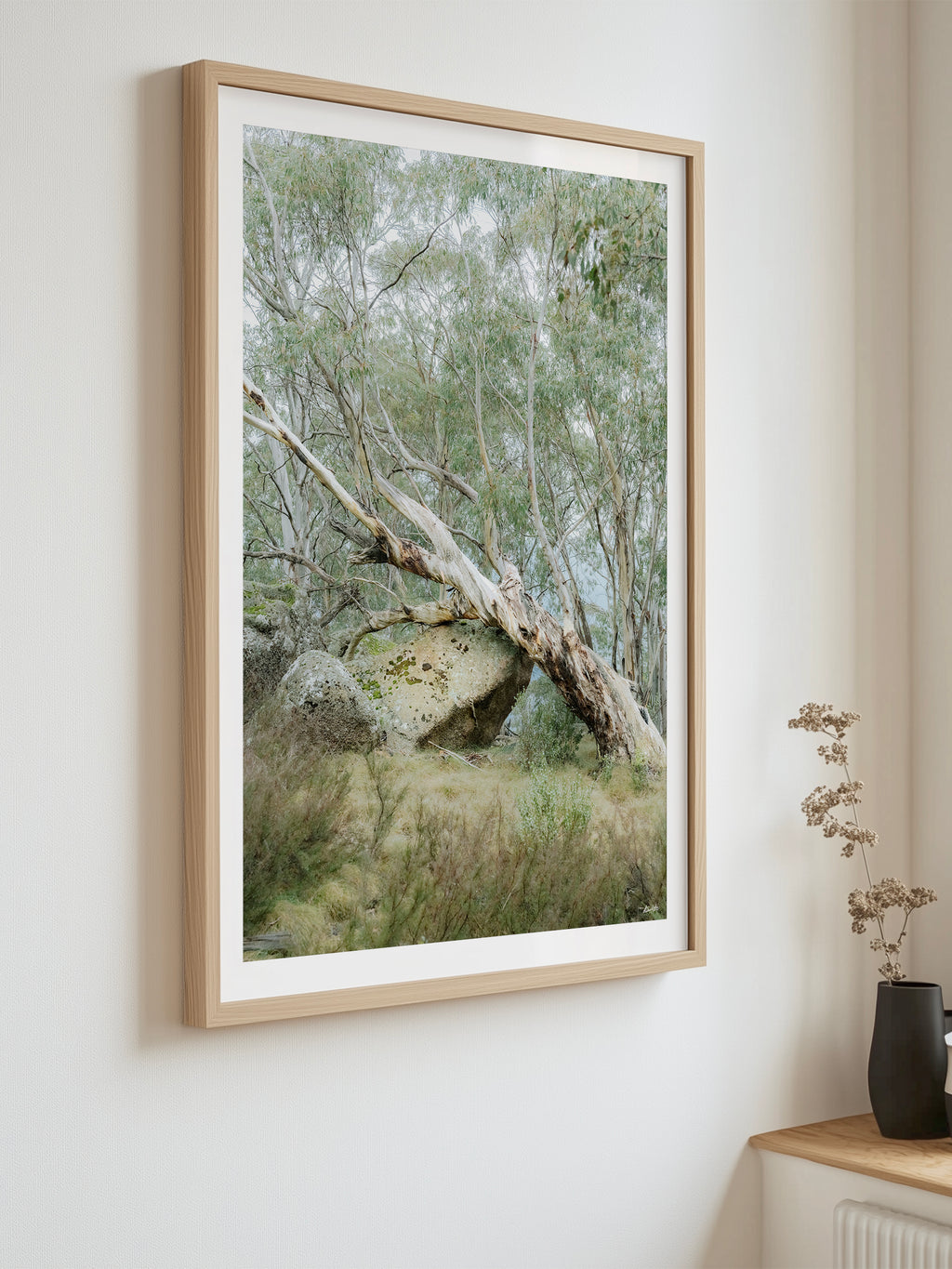 Mount Buffalo Summit Snow Gum