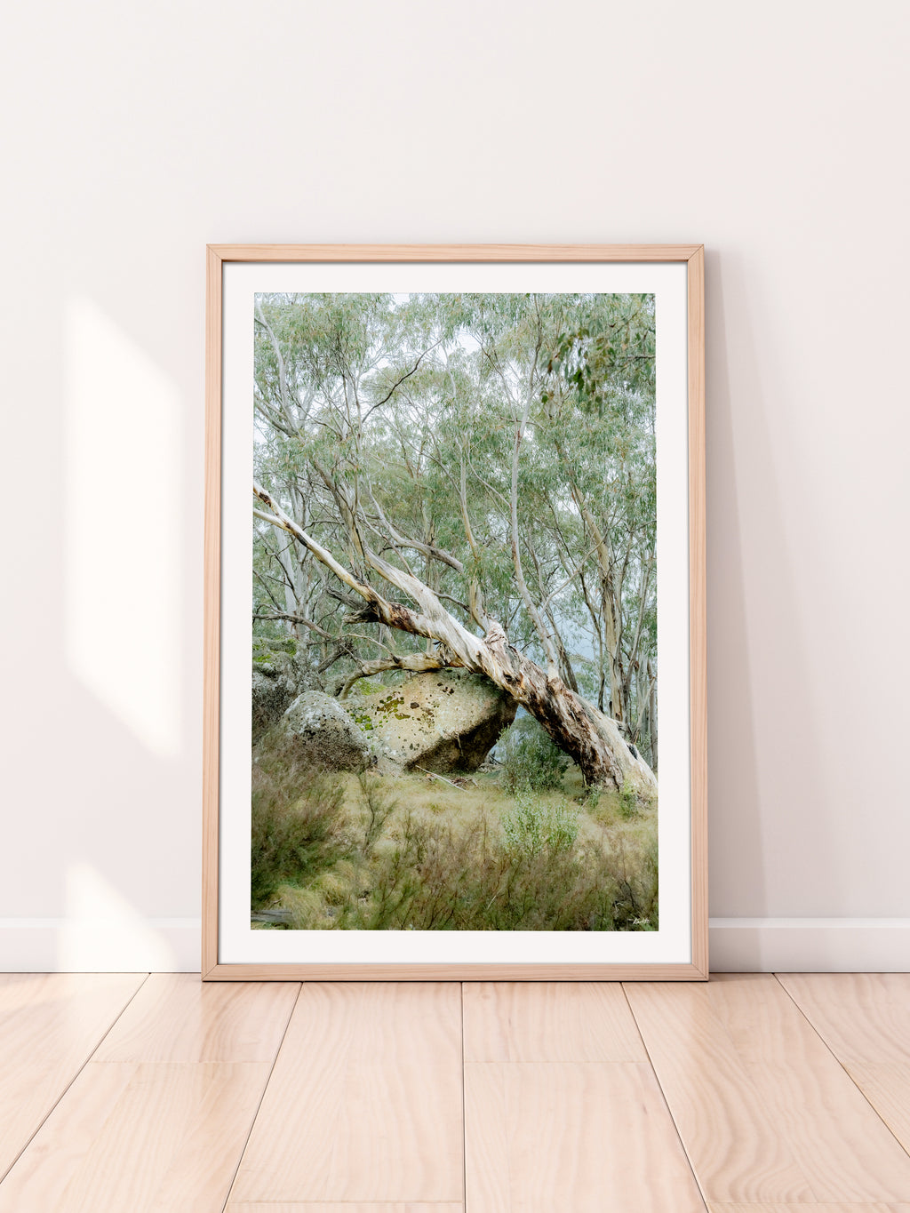 Mount Buffalo Summit Snow Gum