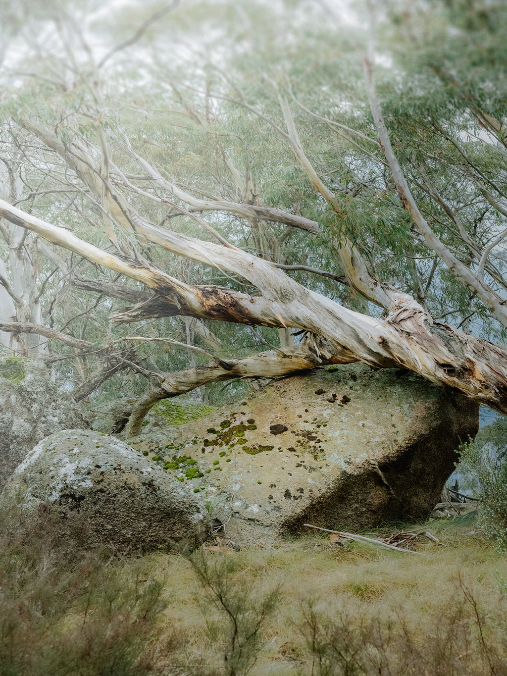 Mount Buffalo Summit Snow Gum