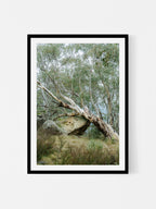 Mount Buffalo Summit Snow Gum
