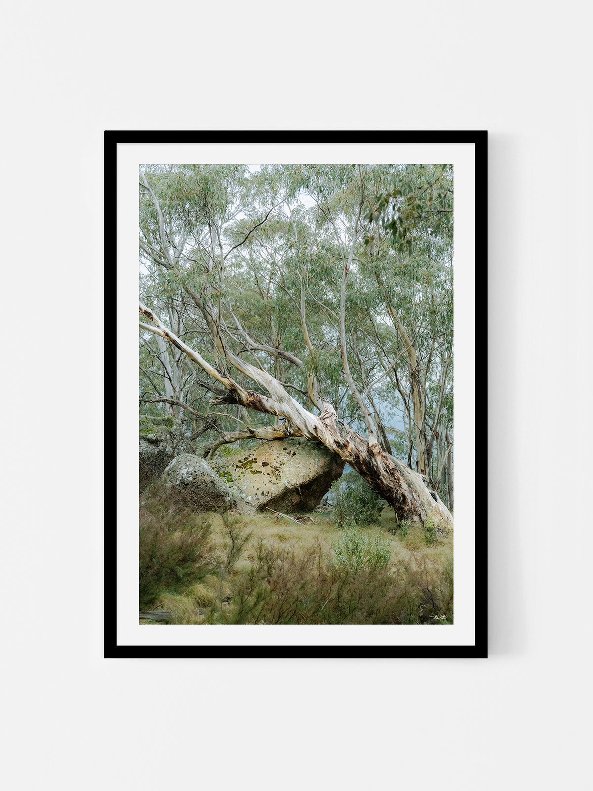 Mount Buffalo Summit Snow Gum