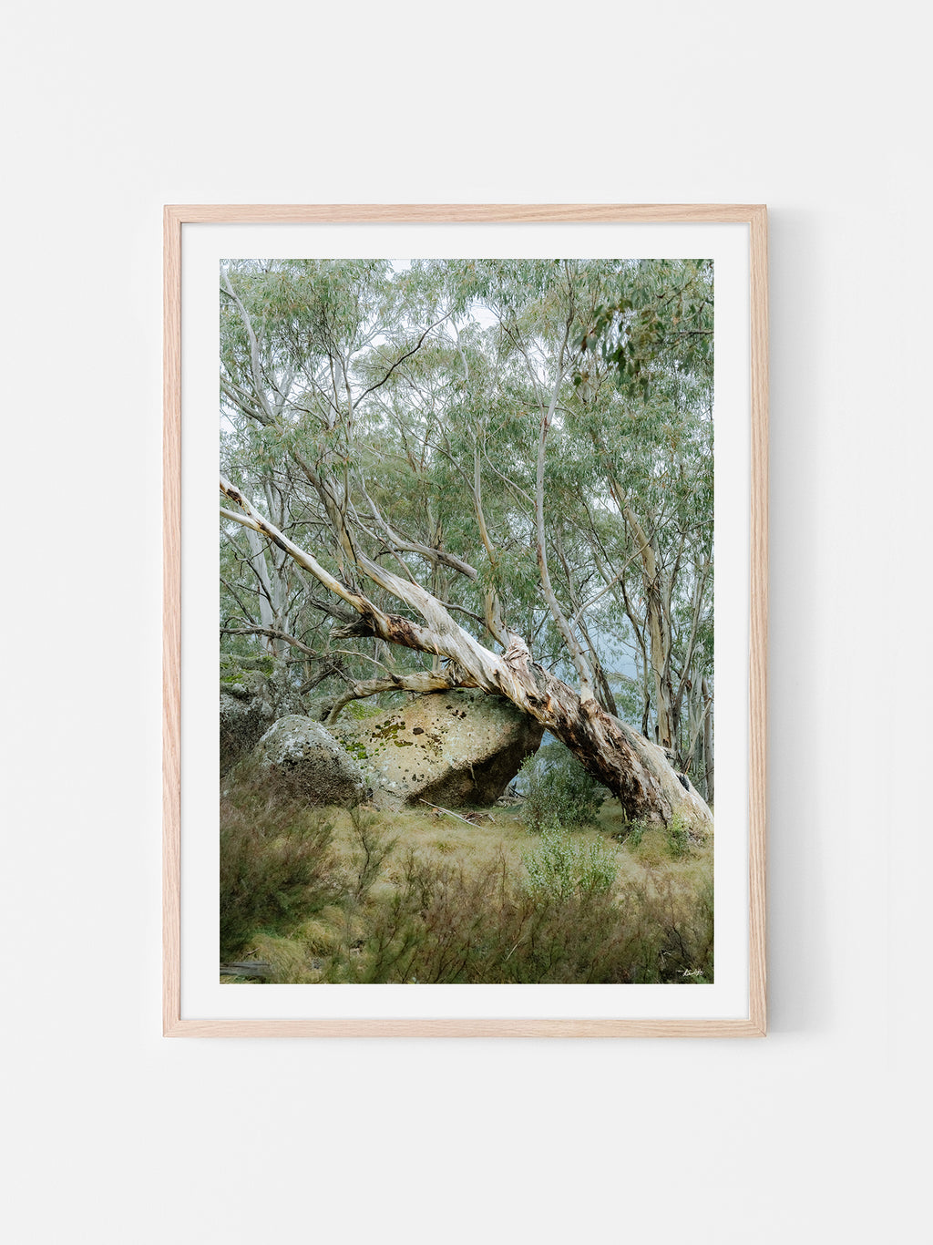 Mount Buffalo Summit Snow Gum