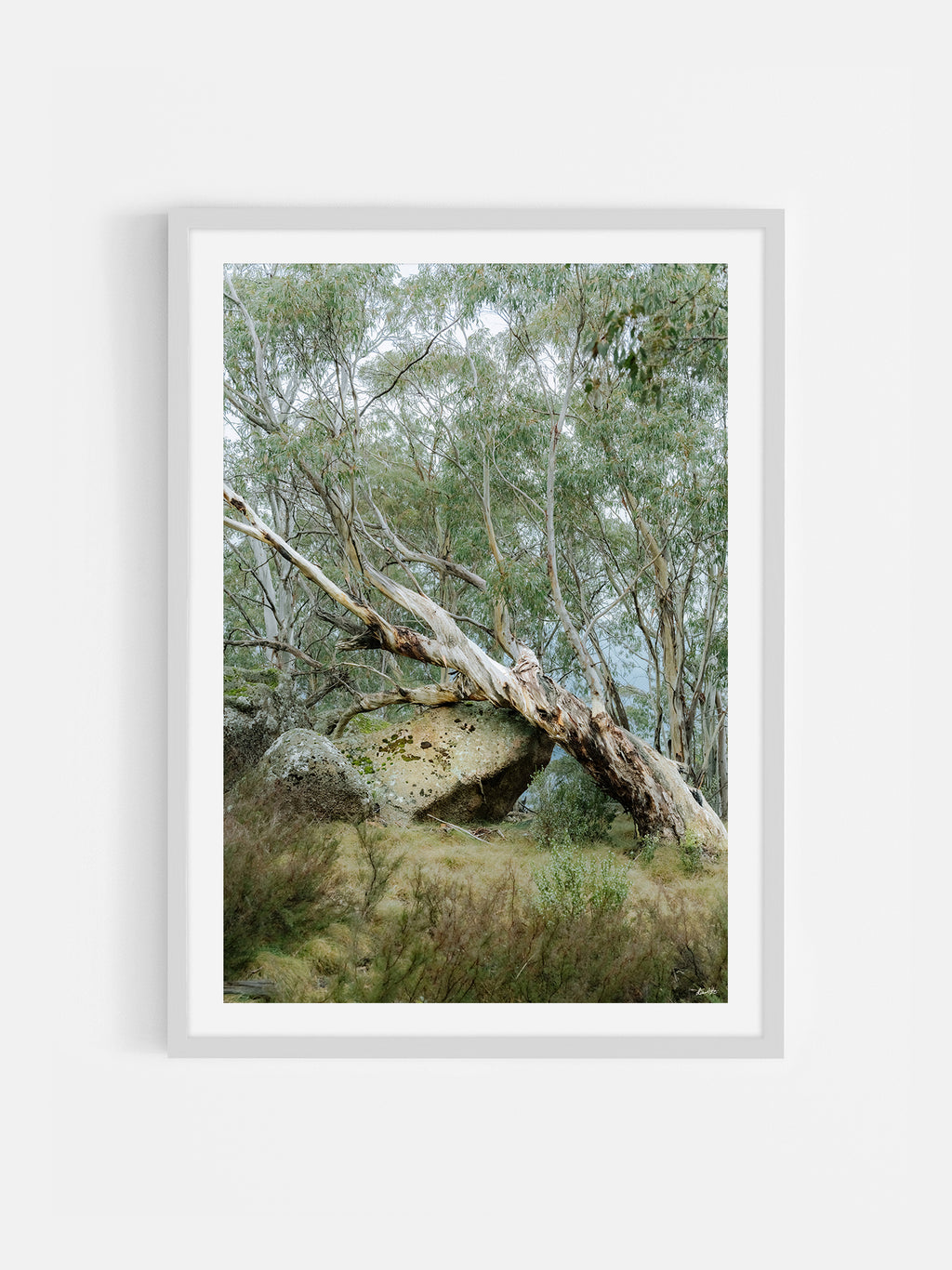 Mount Buffalo Summit Snow Gum