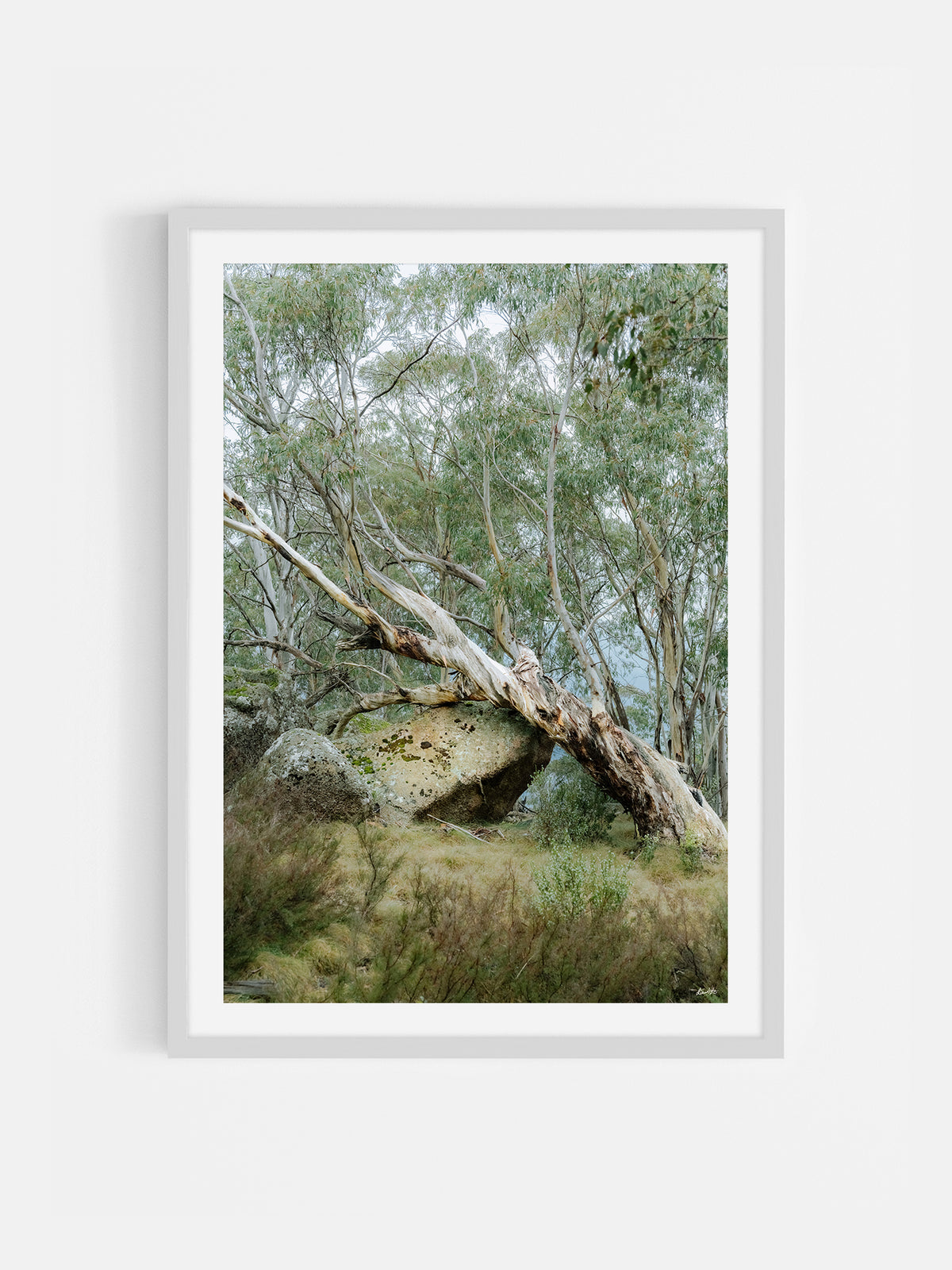 Mount Buffalo Summit Snow Gum