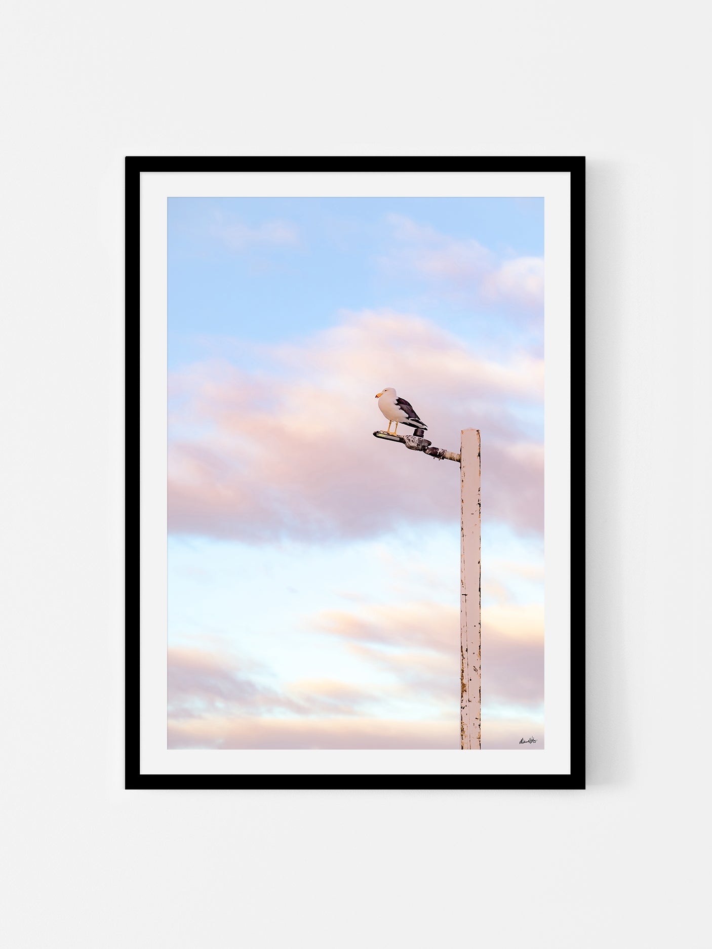 Pacific Gull on Point Lonsdale Pier