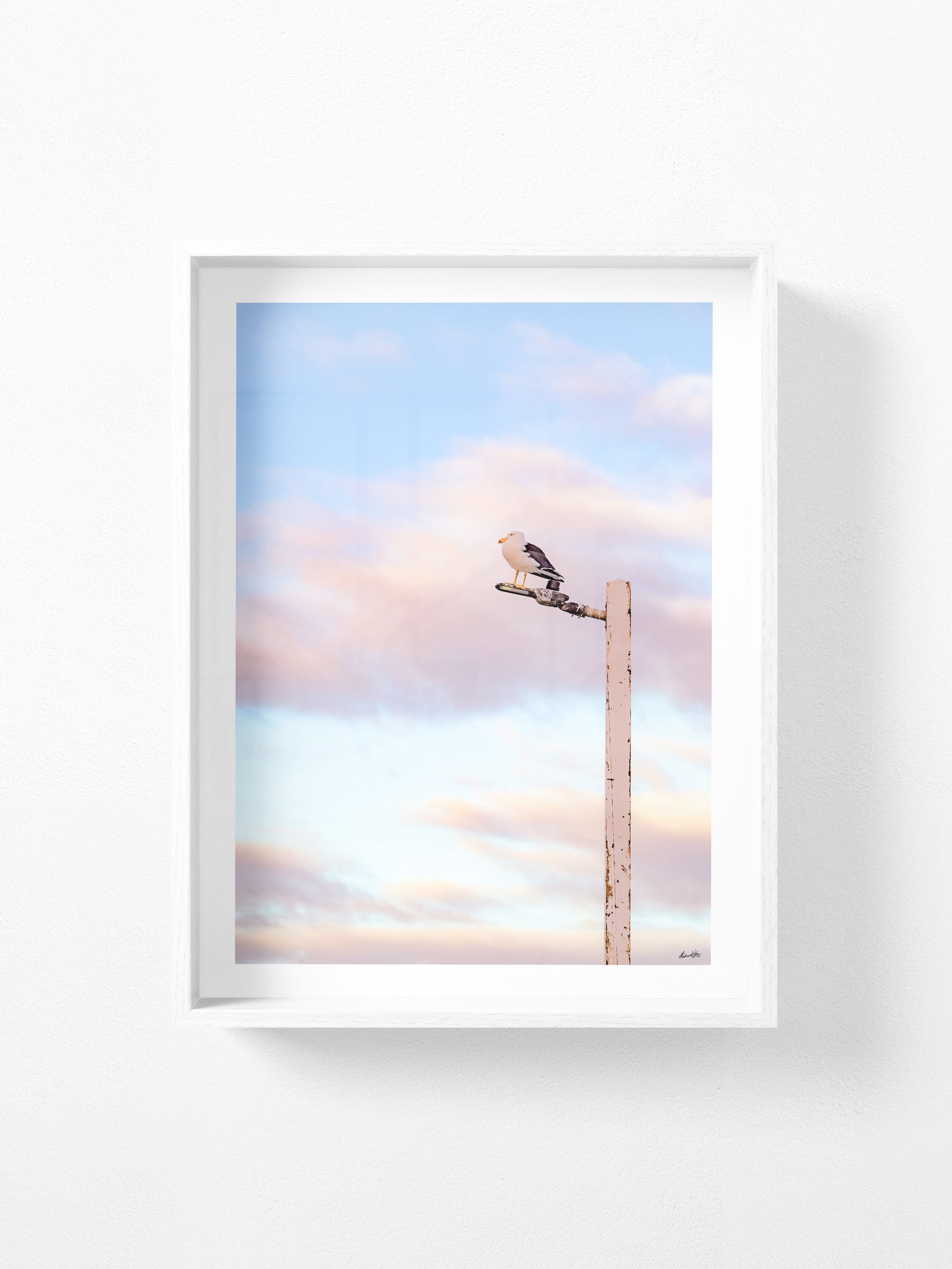 Pacific Gull on Point Lonsdale Pier