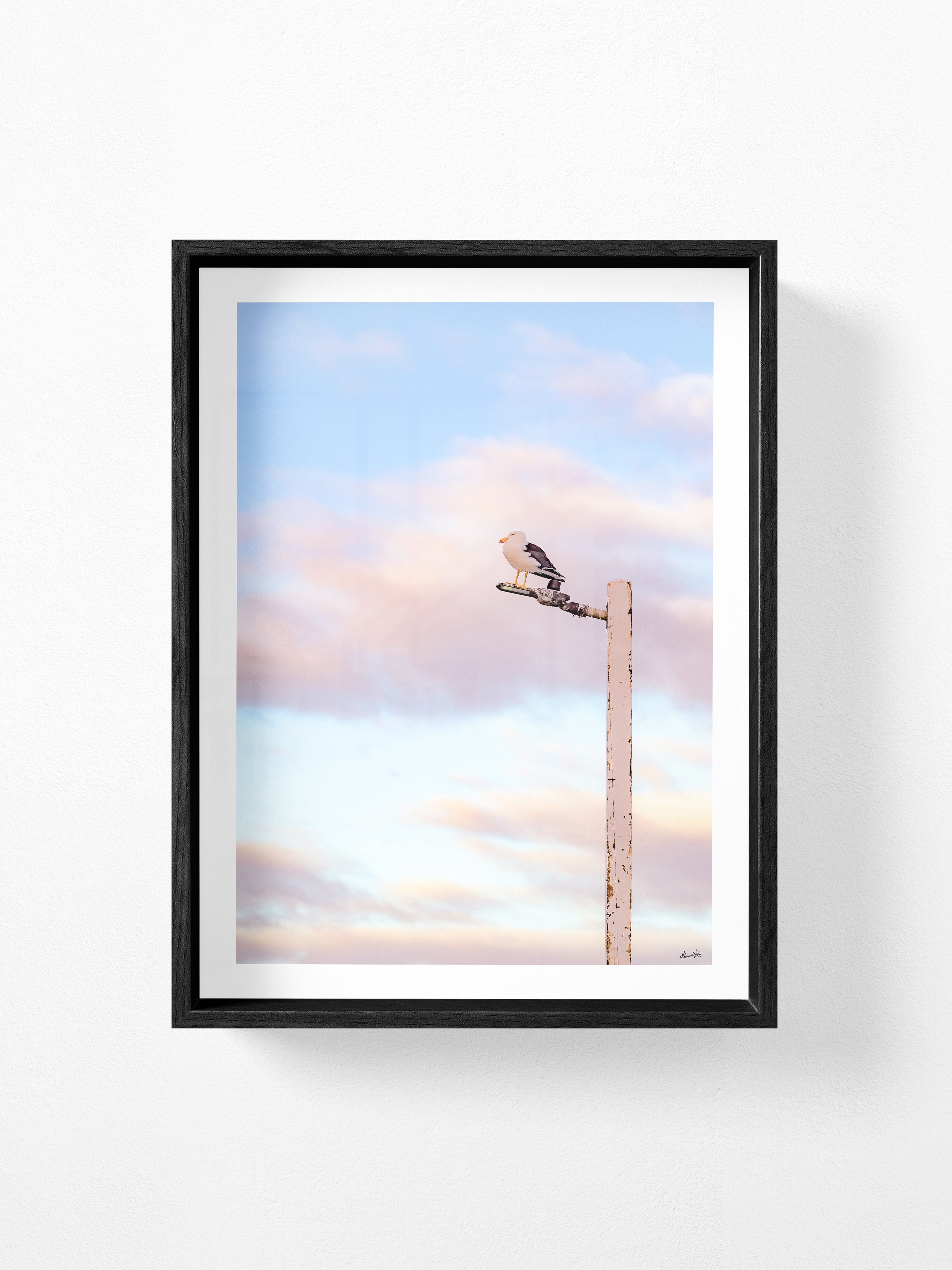 Pacific Gull on Point Lonsdale Pier