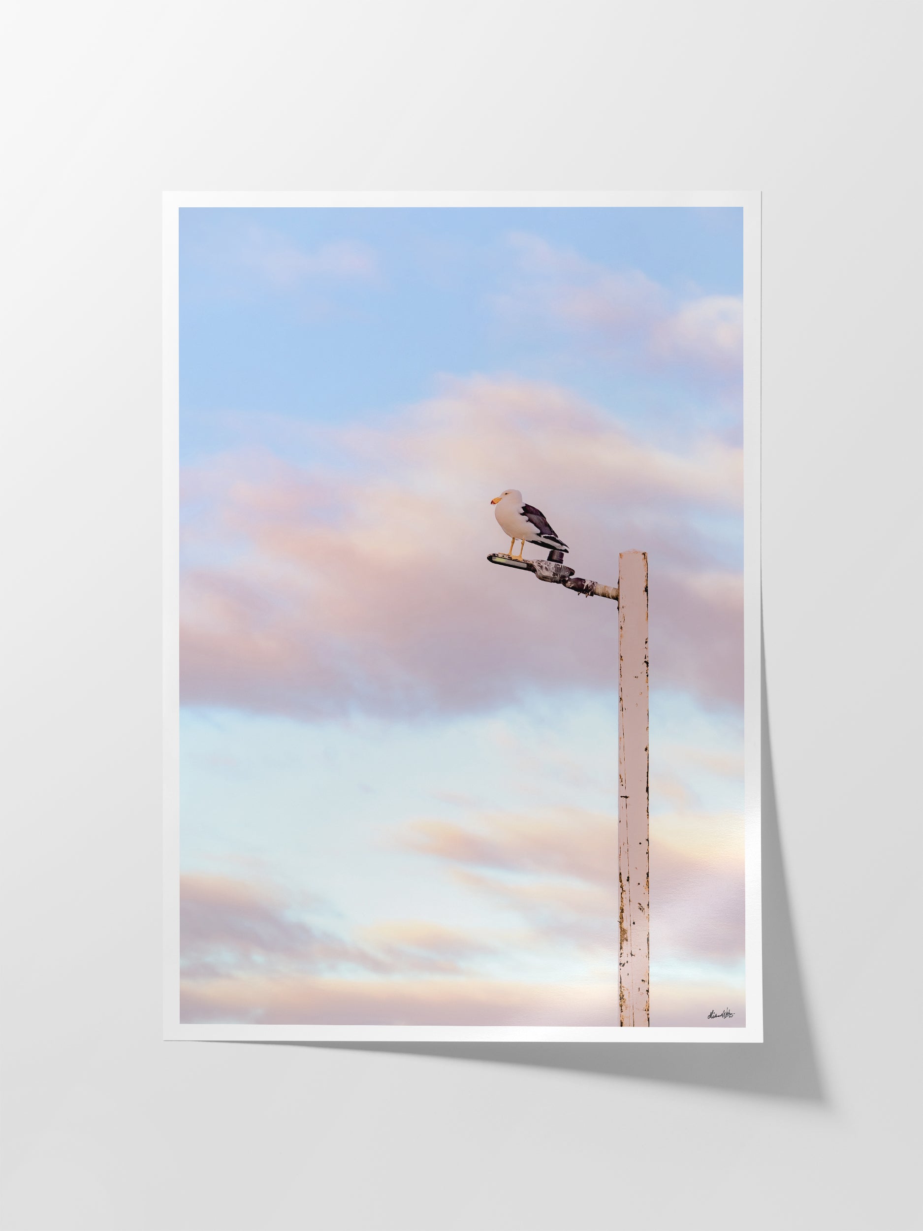 Pacific Gull on Point Lonsdale Pier