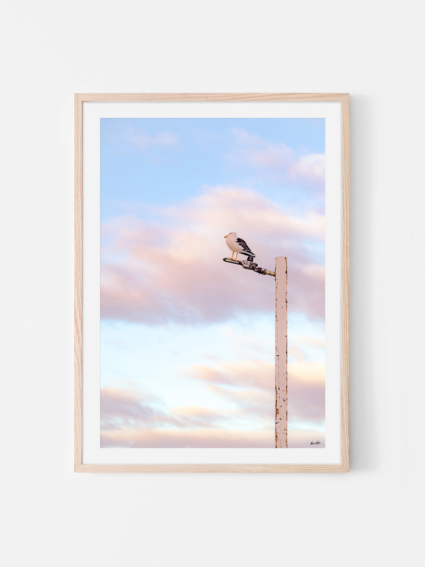 Pacific Gull on Point Lonsdale Pier