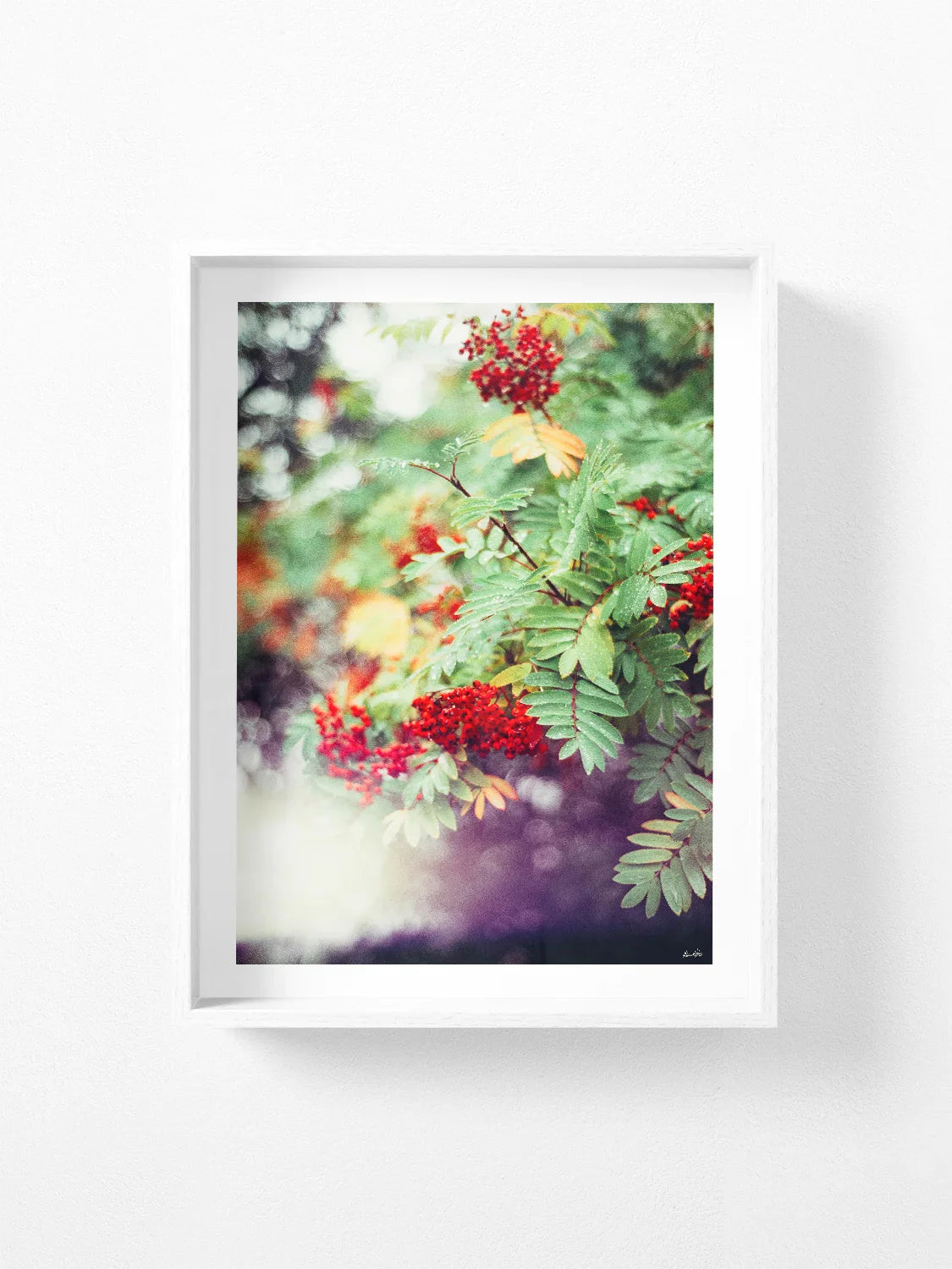 Peak District Red Berries