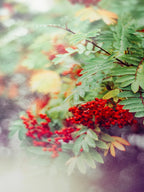 Peak District Red Berries