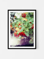 Peak District Red Berries