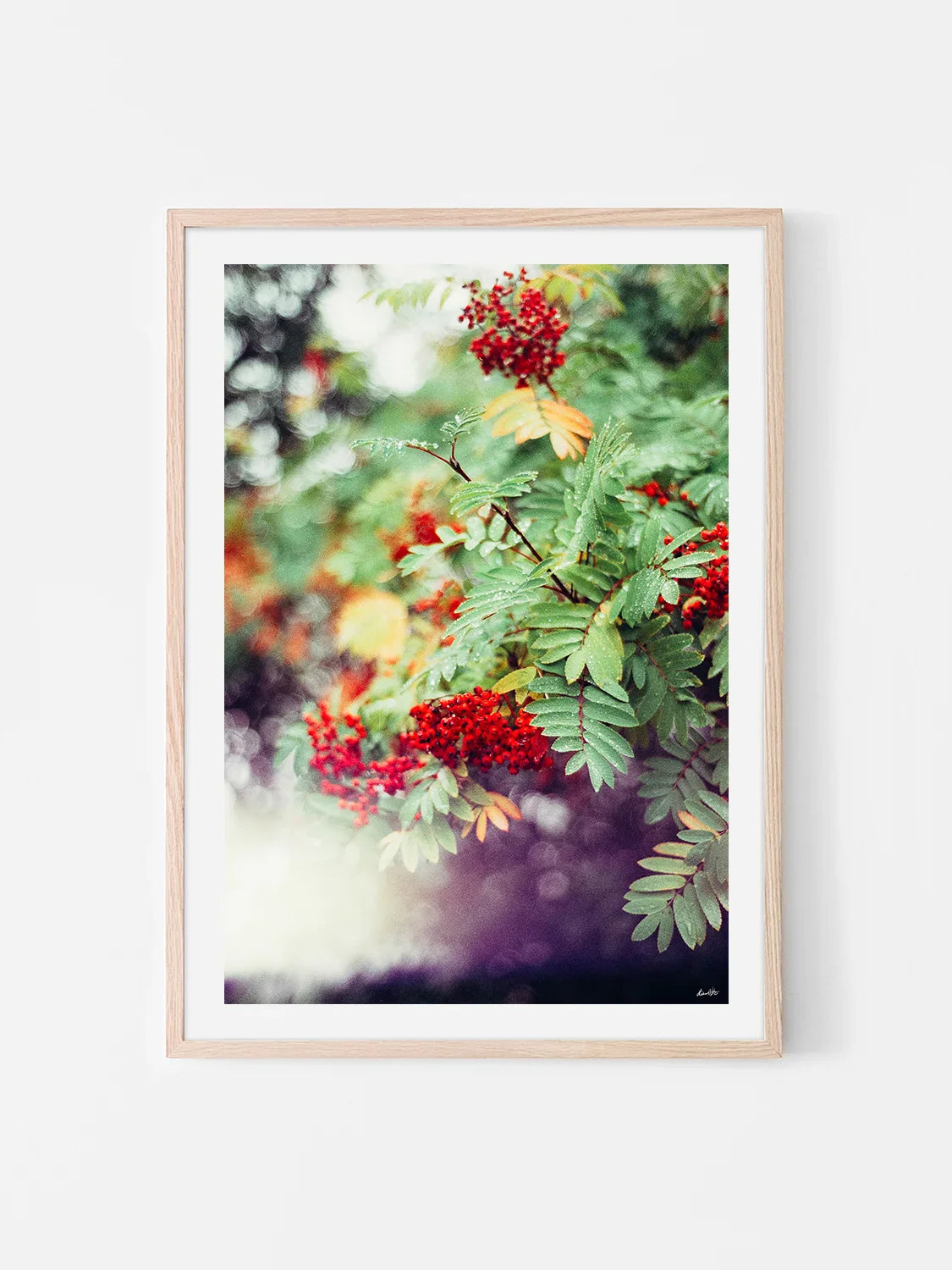Peak District Red Berries