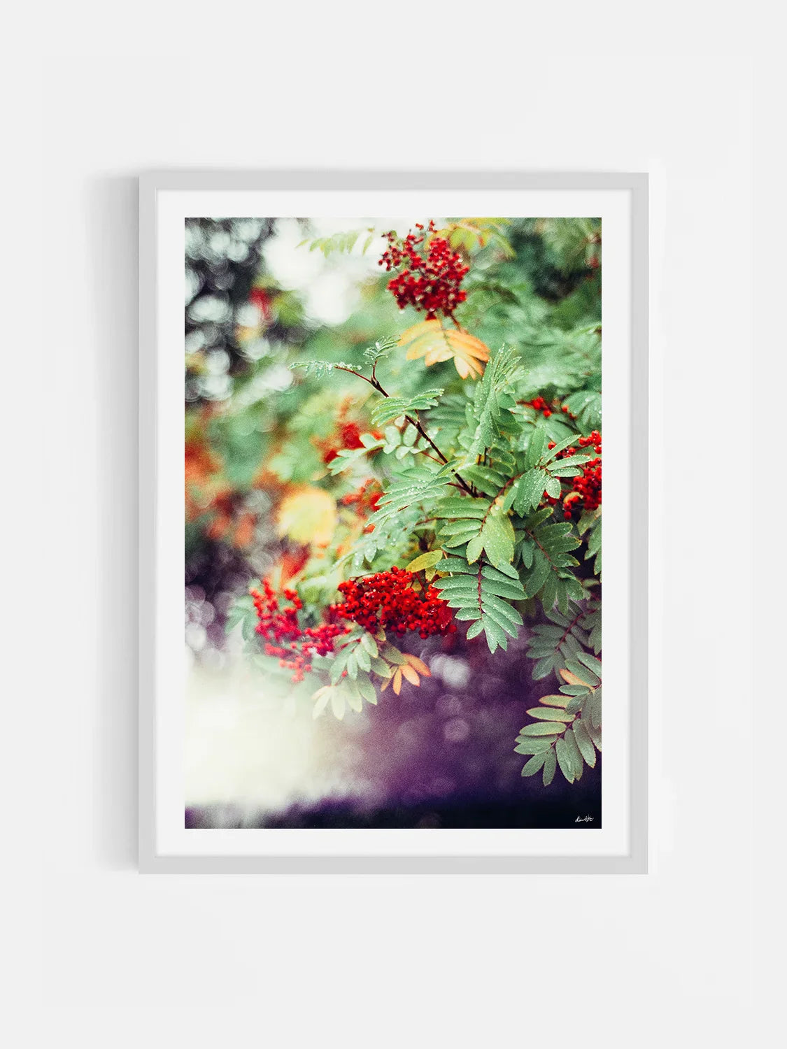 Peak District Red Berries