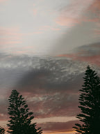 Princess Park Queenscliff Trees and Sky at Sunset