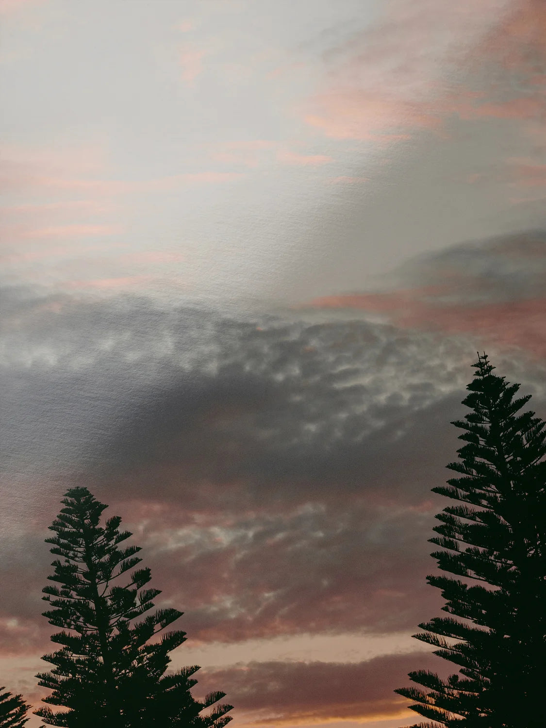 Princess Park Queenscliff Trees and Sky at Sunset