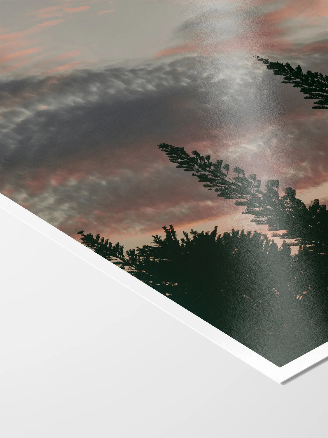 Princess Park Queenscliff Trees and Sky at Sunset