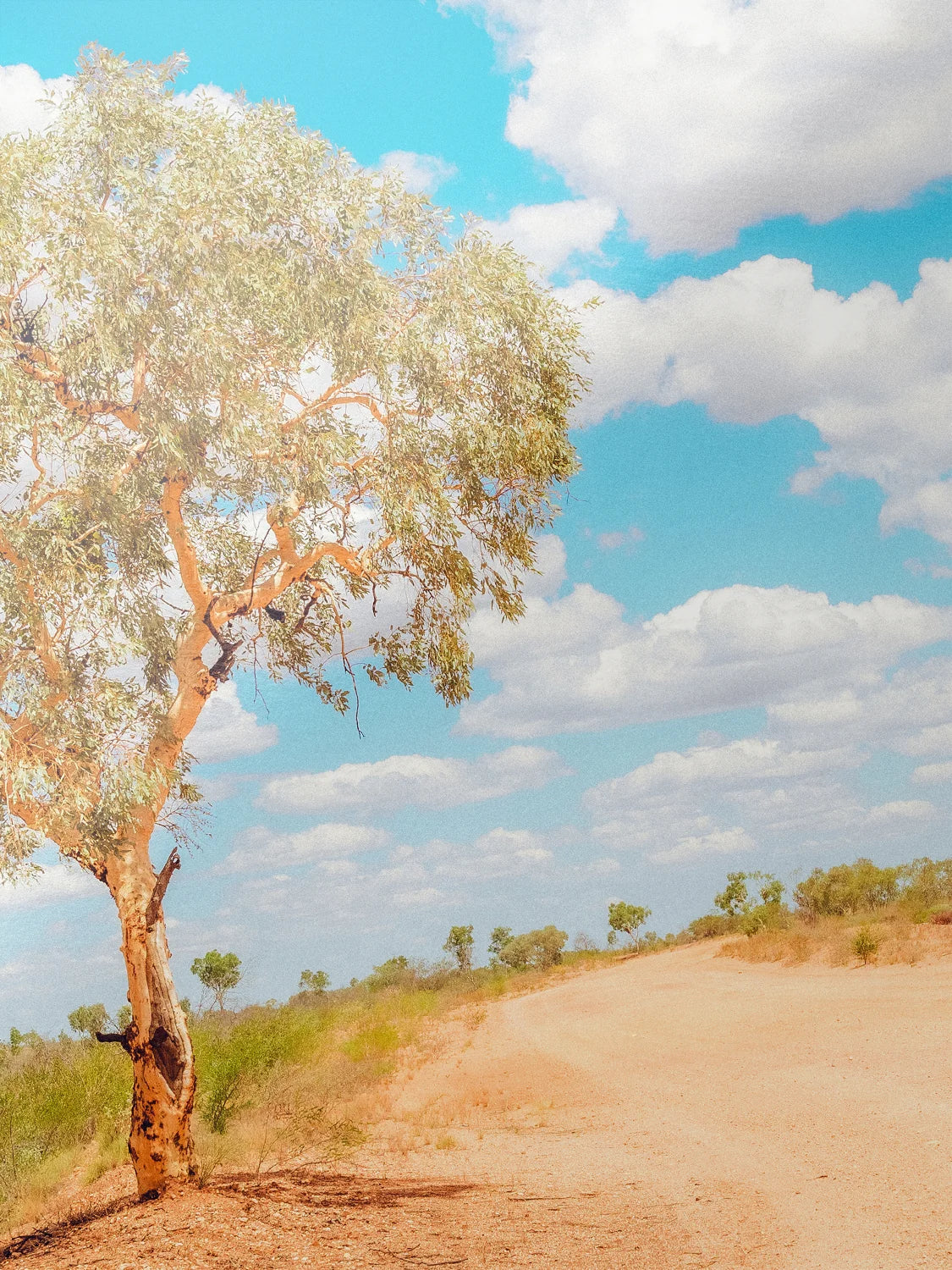 Stuart Highway Side Road Tree