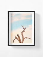 Surf Coast Rainbow Lorikeets