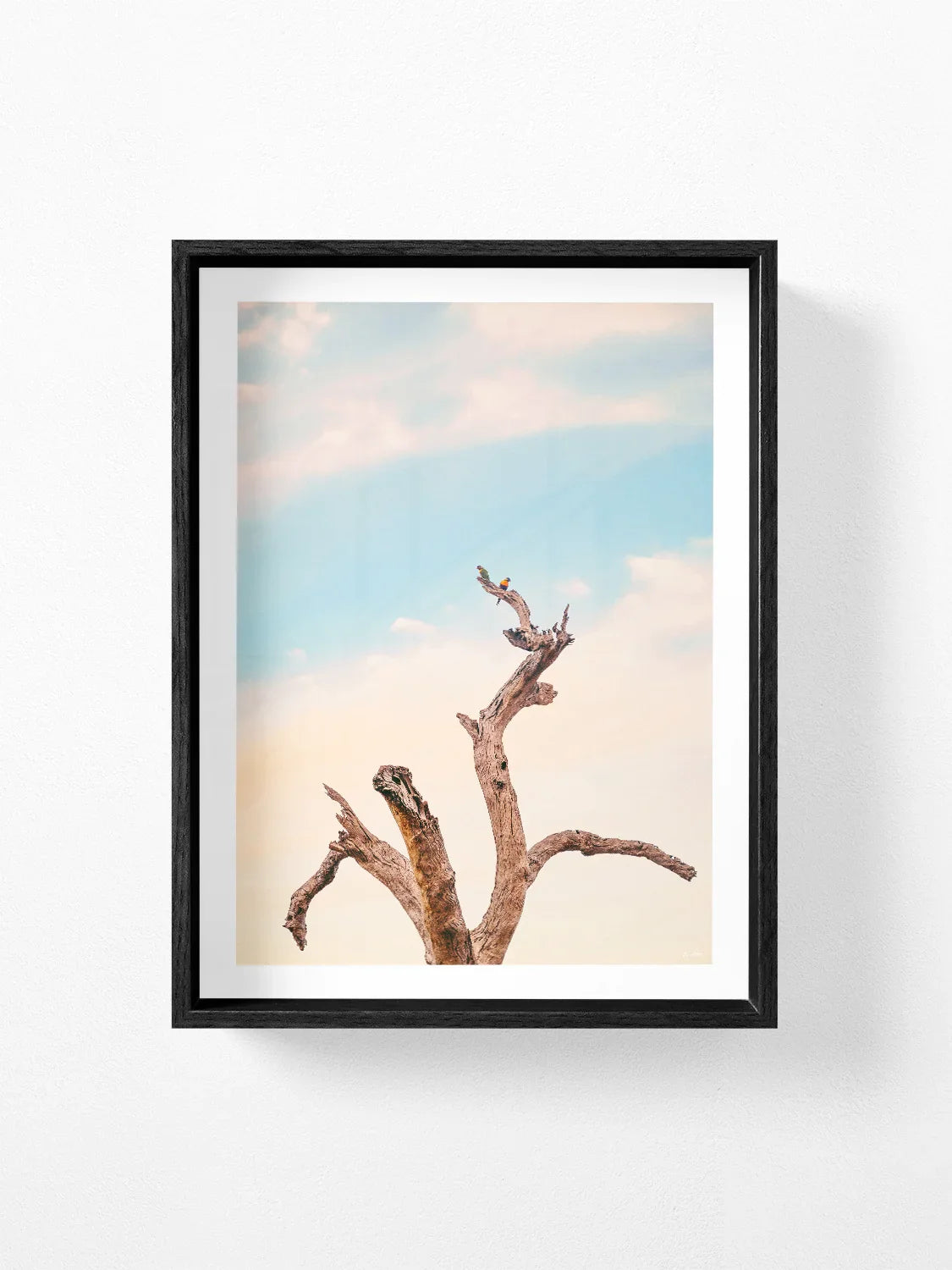 Surf Coast Rainbow Lorikeets