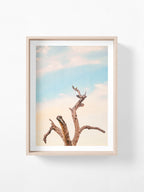 Surf Coast Rainbow Lorikeets