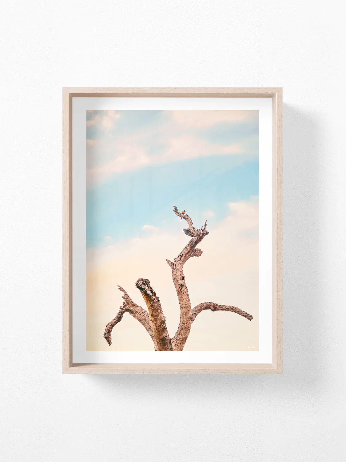 Surf Coast Rainbow Lorikeets