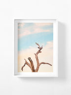 Surf Coast Rainbow Lorikeets