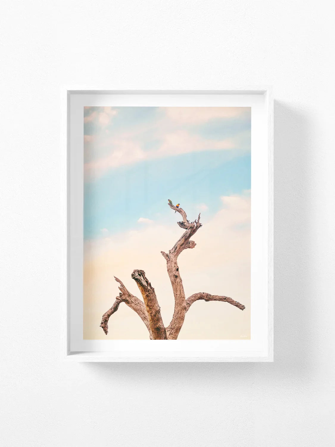 Surf Coast Rainbow Lorikeets