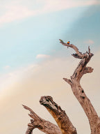 Surf Coast Rainbow Lorikeets