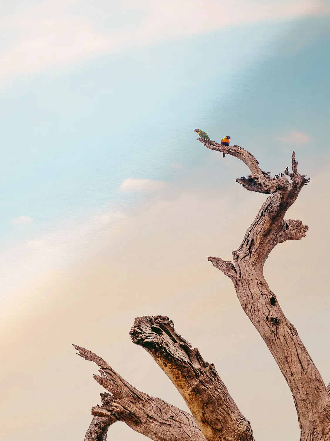 Surf Coast Rainbow Lorikeets