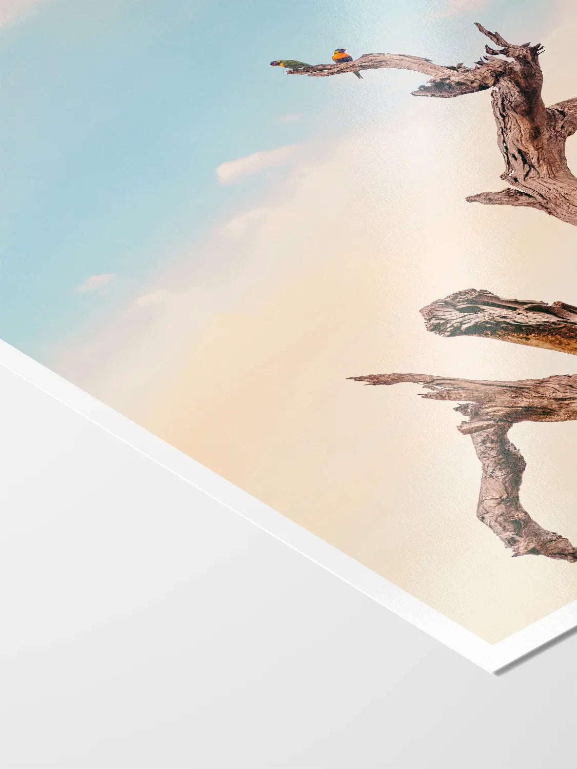 Surf Coast Rainbow Lorikeets