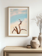 Surf Coast Rainbow Lorikeets