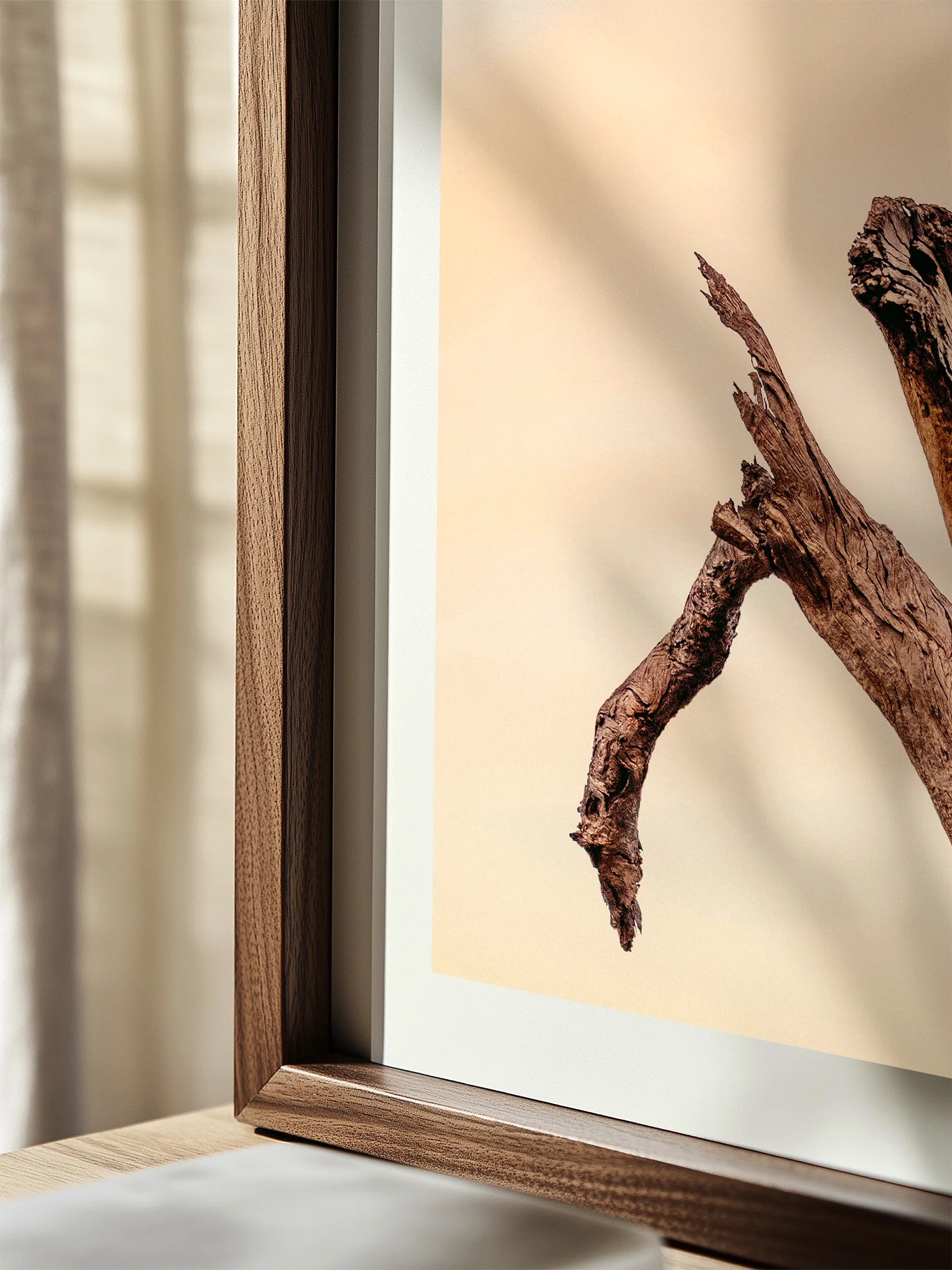 Surf Coast Rainbow Lorikeets