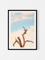 Surf Coast Rainbow Lorikeets