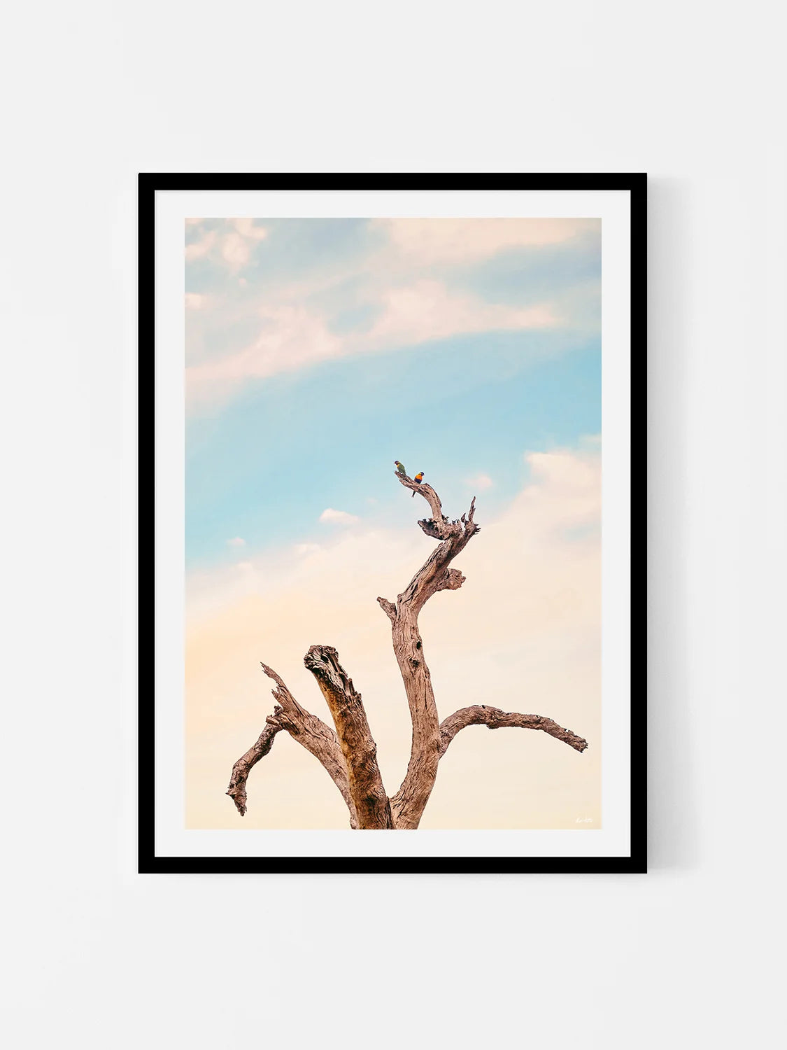 Surf Coast Rainbow Lorikeets