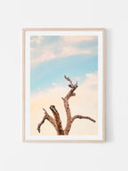 Surf Coast Rainbow Lorikeets