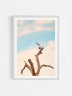 Surf Coast Rainbow Lorikeets