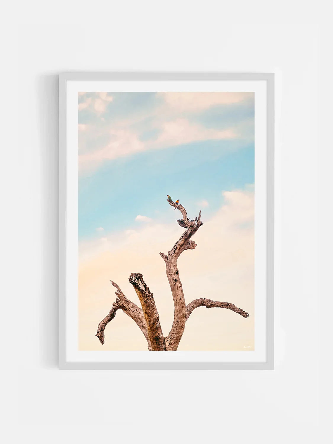 Surf Coast Rainbow Lorikeets