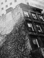 Uptown New York Building in Vines