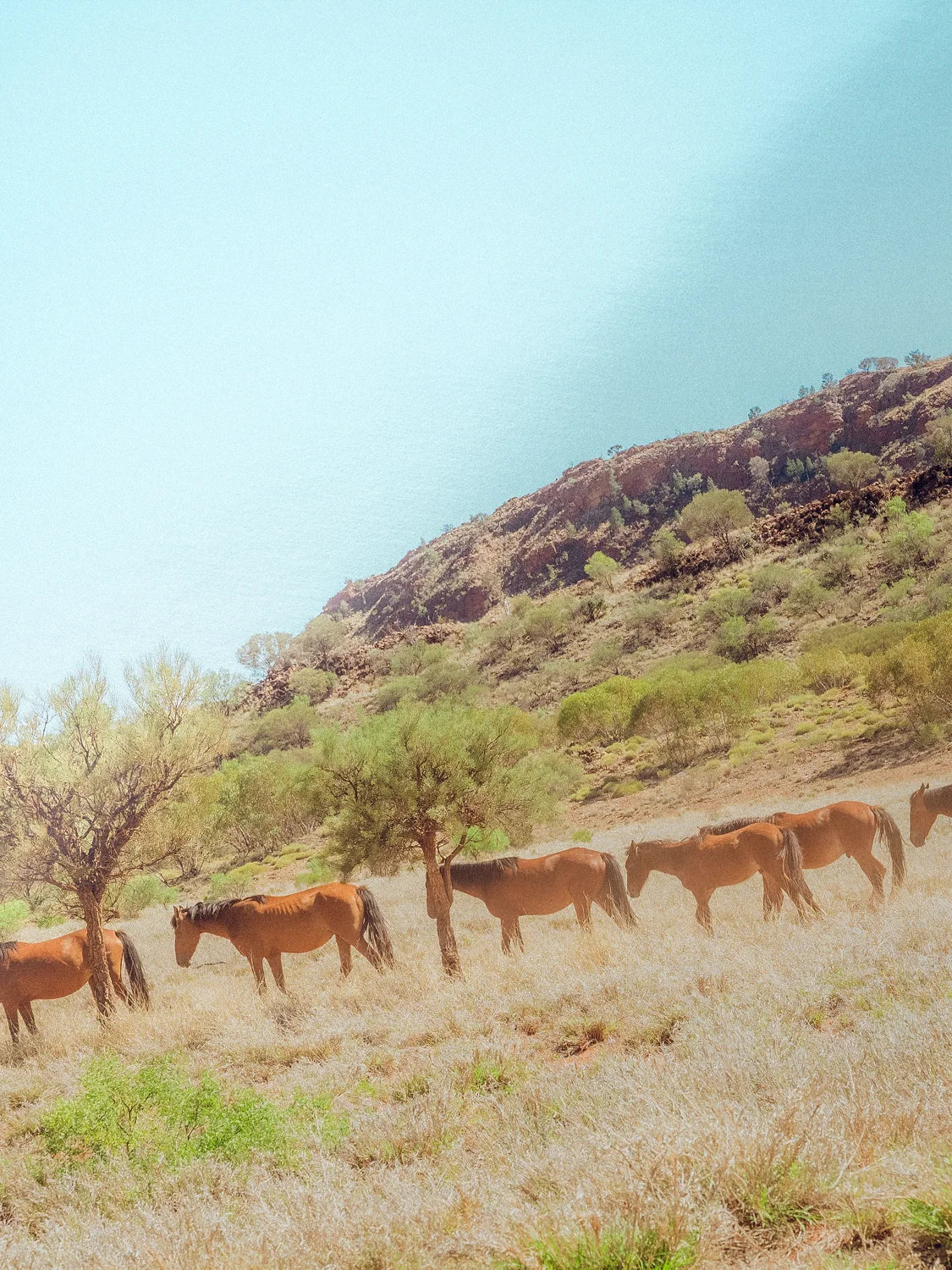 Wild Horses on Kings Canyon Approach