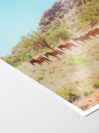 Wild Horses on Kings Canyon Approach