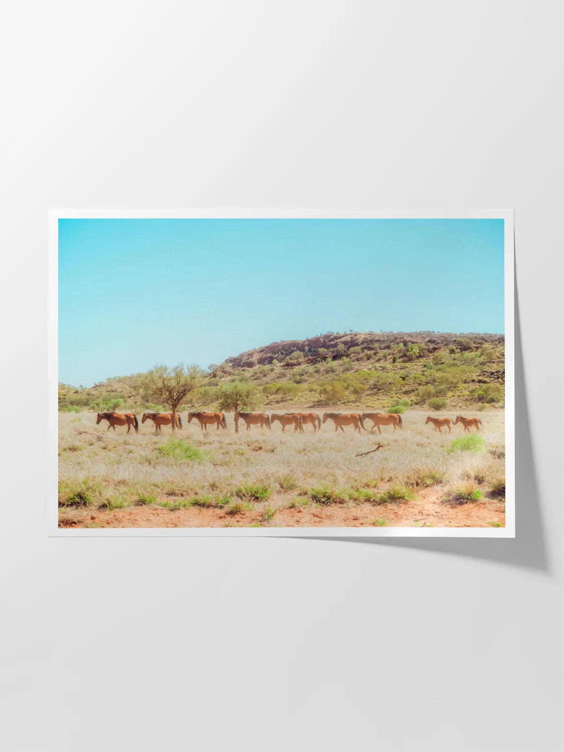 Wild Horses on Kings Canyon Approach