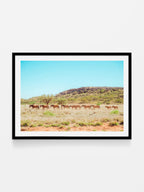Wild Horses on Kings Canyon Approach