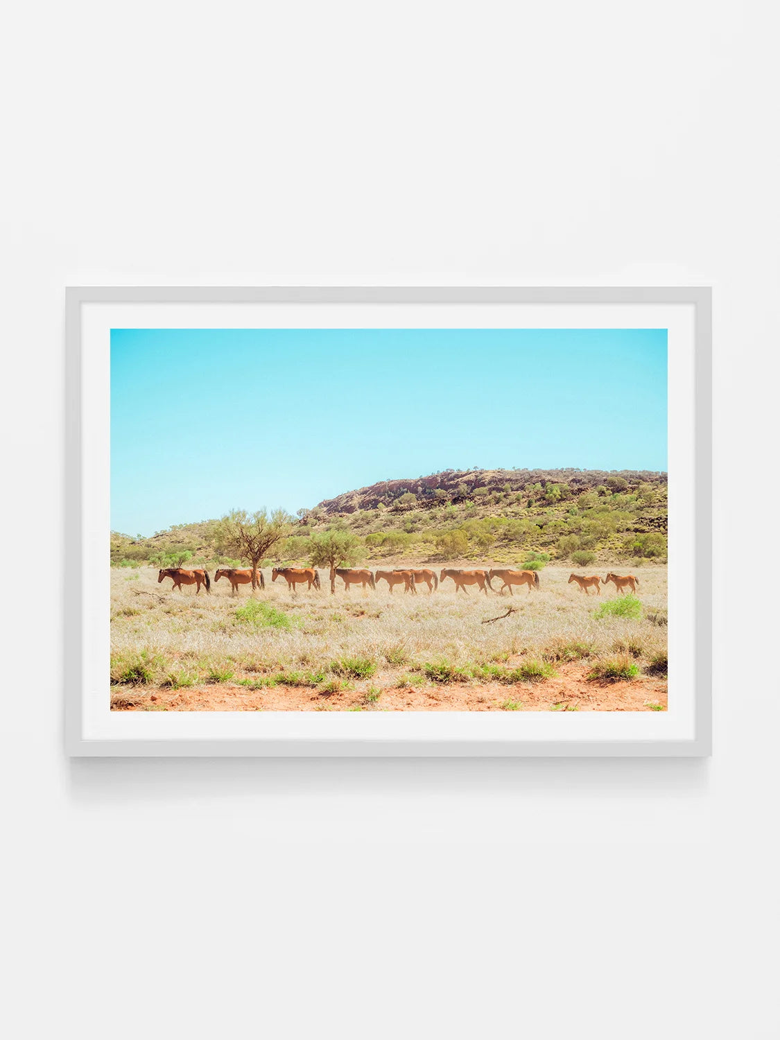Wild Horses on Kings Canyon Approach