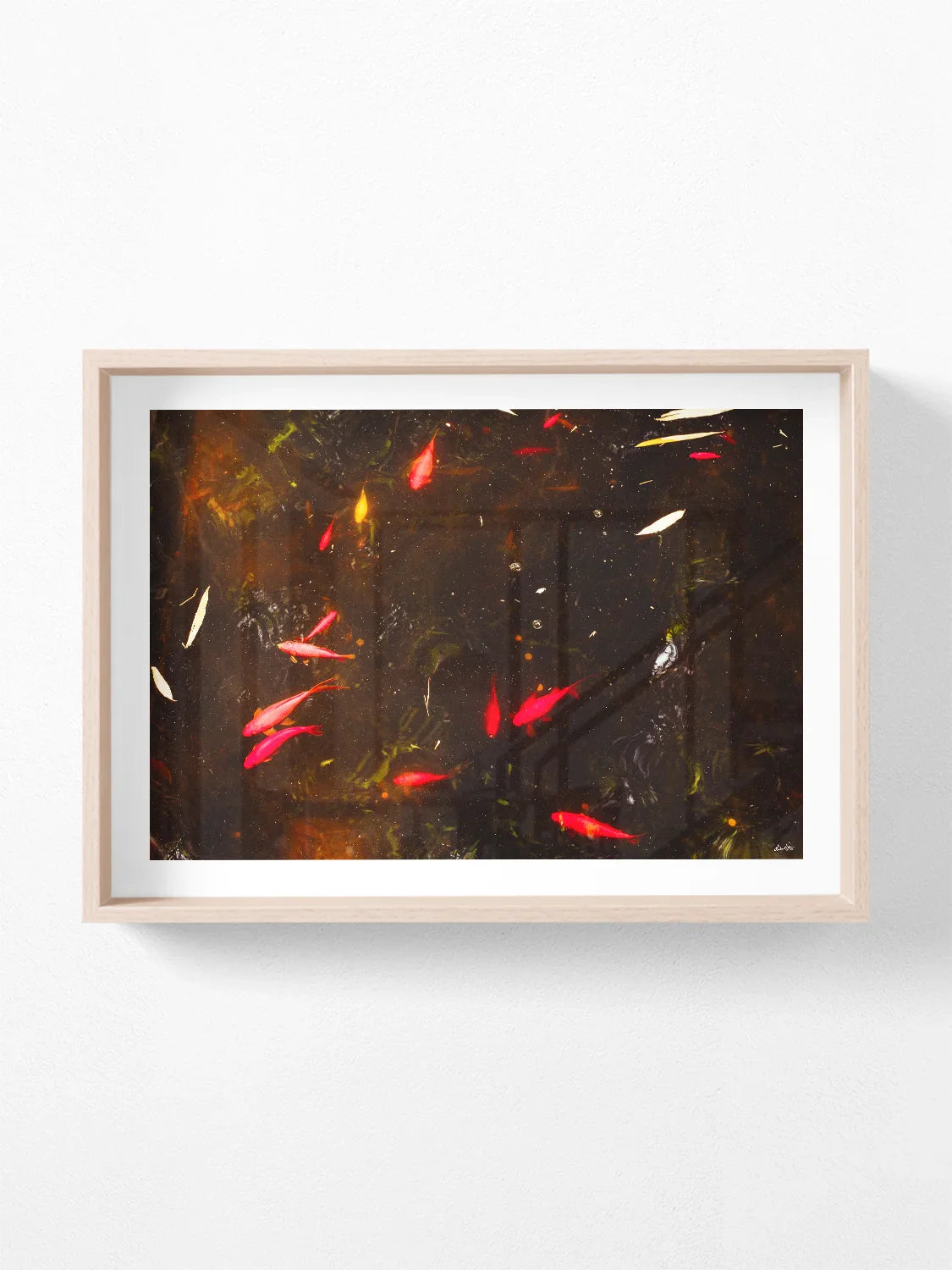 Yves Saint Laurent Koi Pond Marrakech - Framed Box Art Print