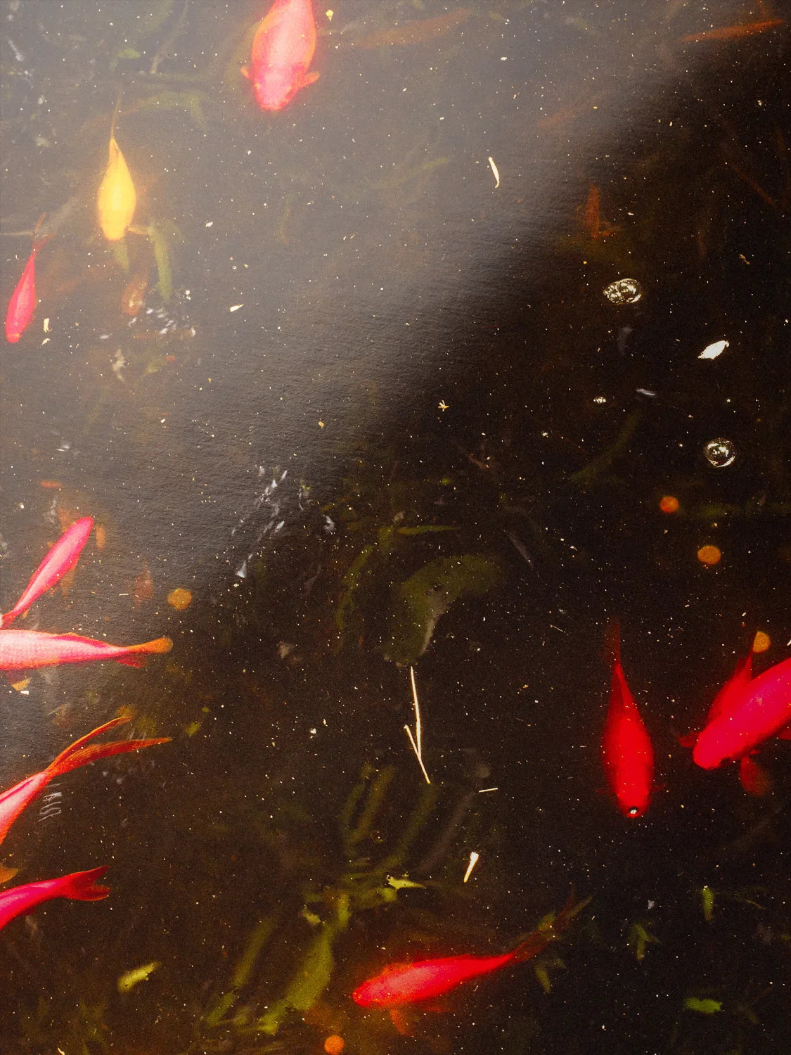 Yves Saint Laurent Koi Pond Marrakech - Lustre Paper Close
