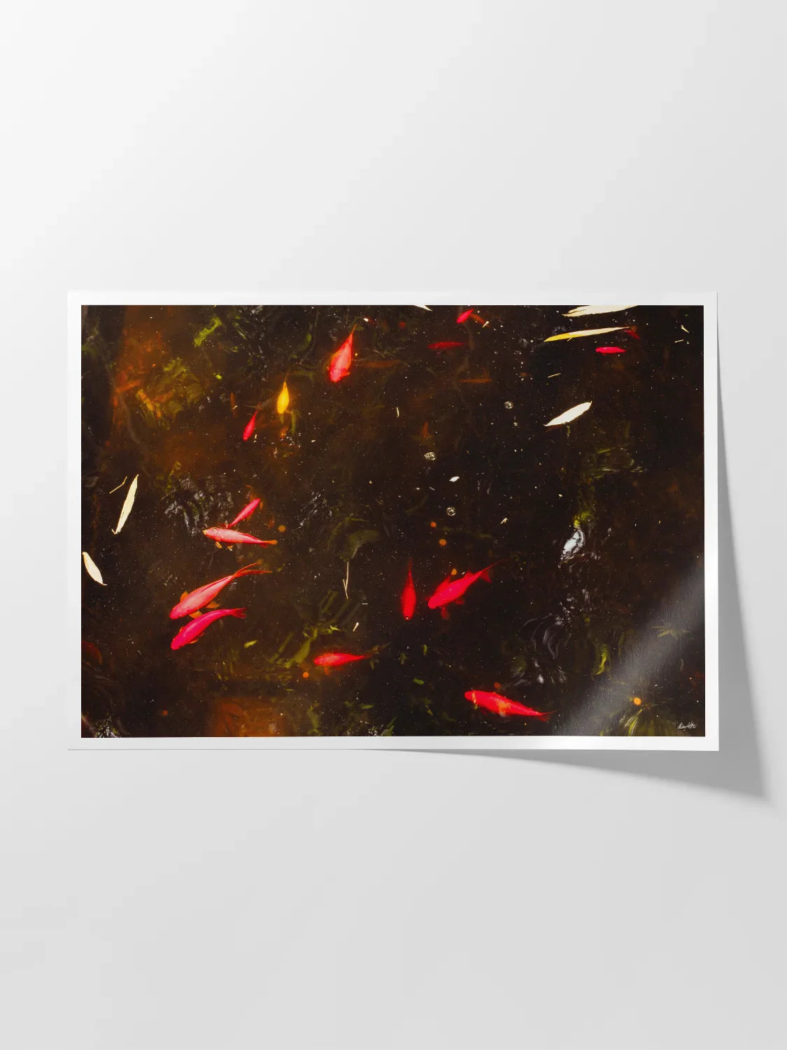 Yves Saint Laurent Koi Pond Marrakech - Lustre Paper Front