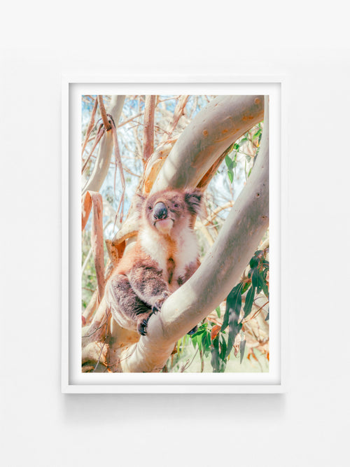 Aire River Otway Koala in Tree print in a white shadowbox frame, Great Ocean Road