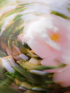 Close-up detail of the Bright Flower Series - Camellia Japonica Pink giclée print on archival Smooth Pearl photo paper