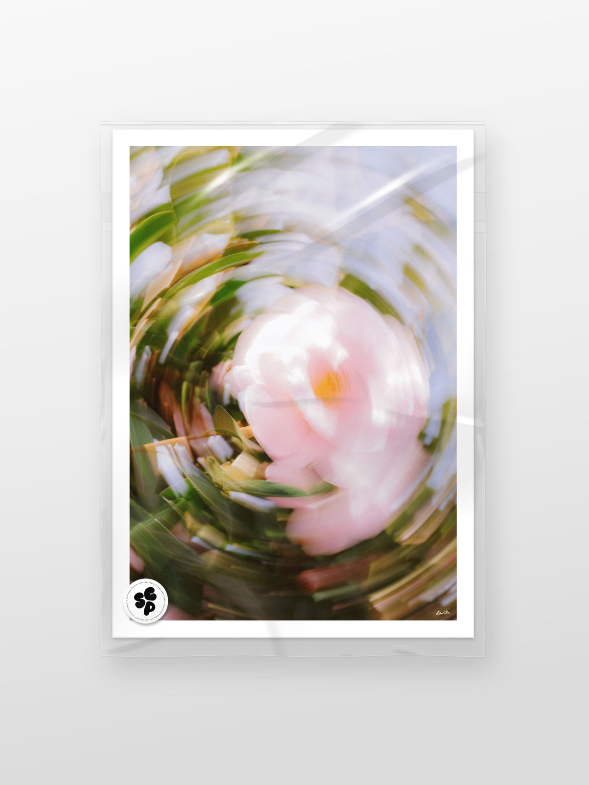 Bright Flower Series - Camellia Japonica Pink print in a protective sleeve